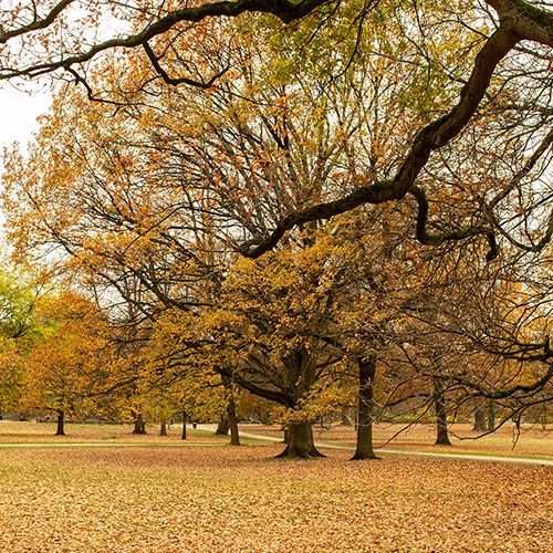 K&ouml;lner Stadtwald im Herbst.